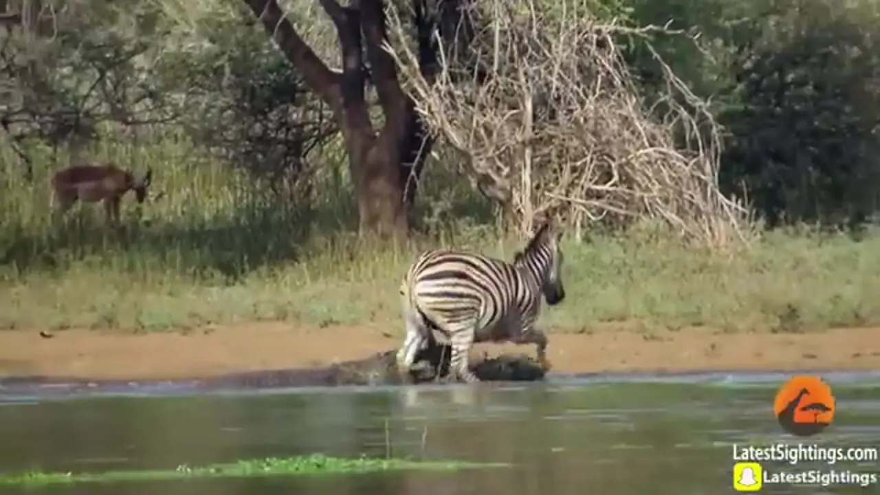 فرار معجزه آسای گورخر از آرواره های دو کروکودیل گرسنه