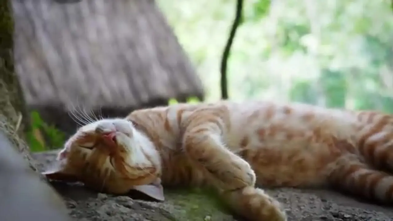 غذای روستایی در ایران؛ پخت لوبیا پلو با سالاد شیرازی در روستایی جنگلی