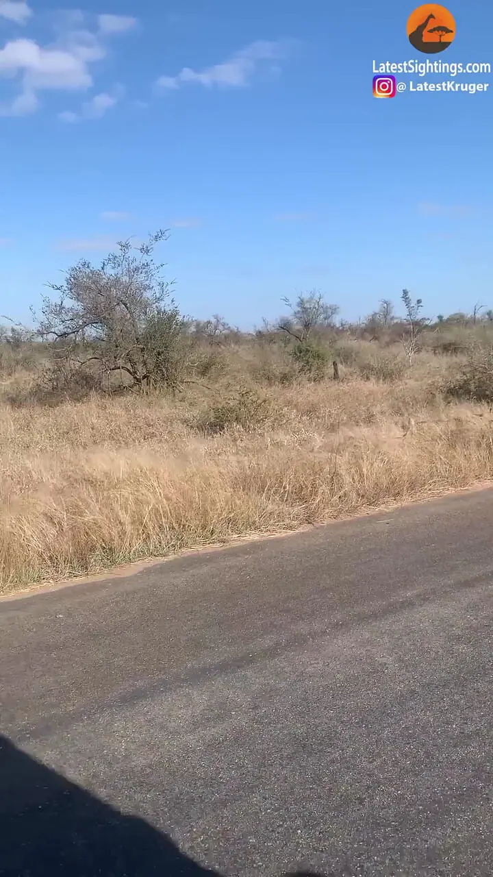 حمله ناگهانی 50 بابون به پلنگی که قصد شکار یکی از آن ها را داشت!