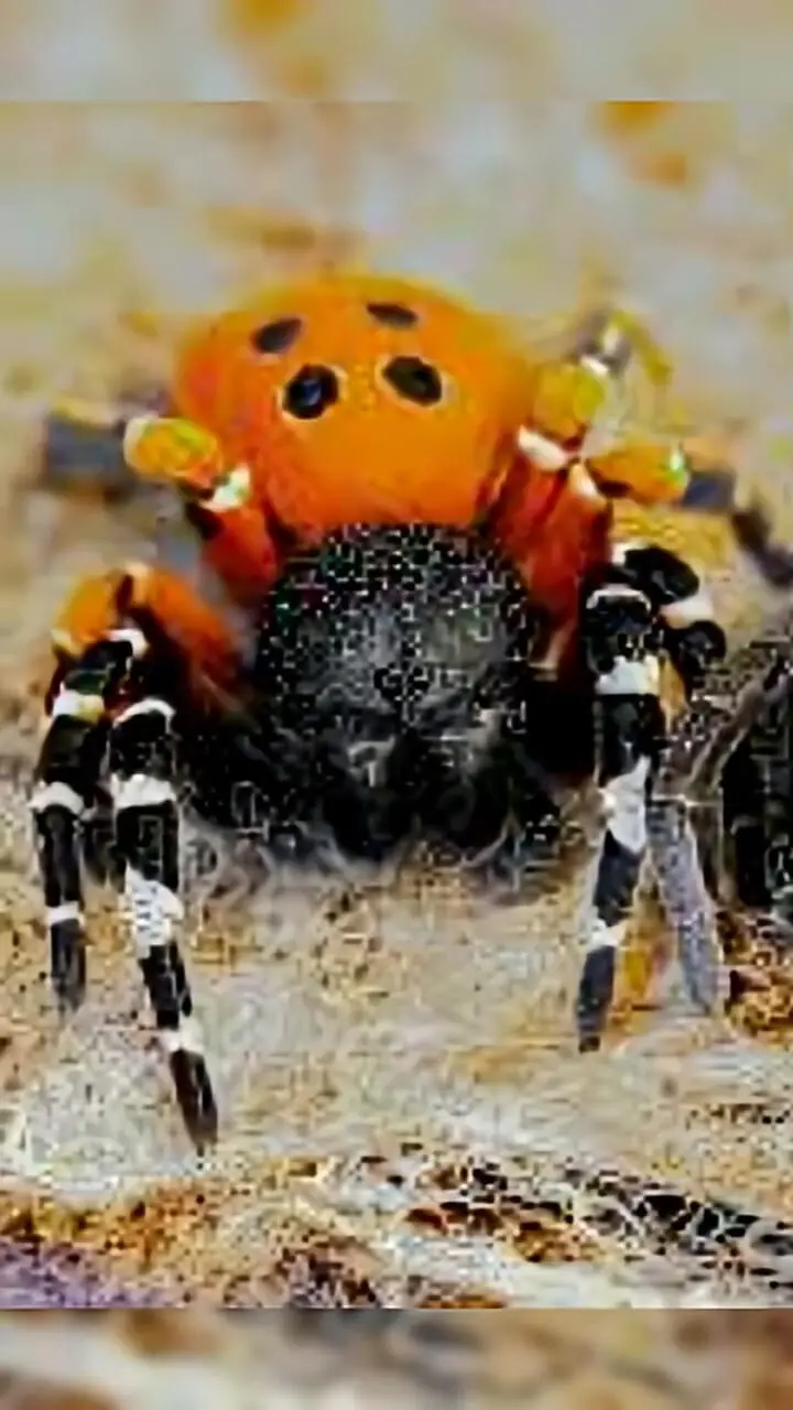 کشف عنکبوت عجیبی که مثل یاقوت می‌درخشد!