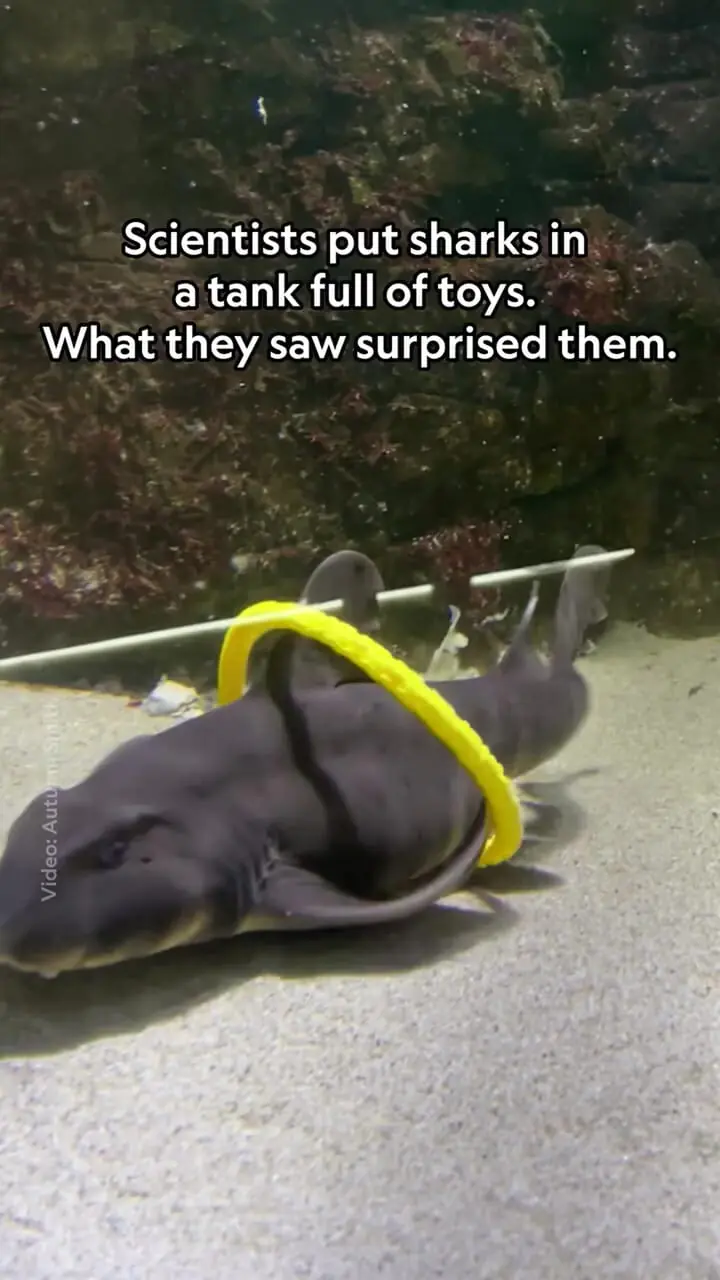 ببینید؛ کوسهها و سفرهماهیها هم بازی میکنند!