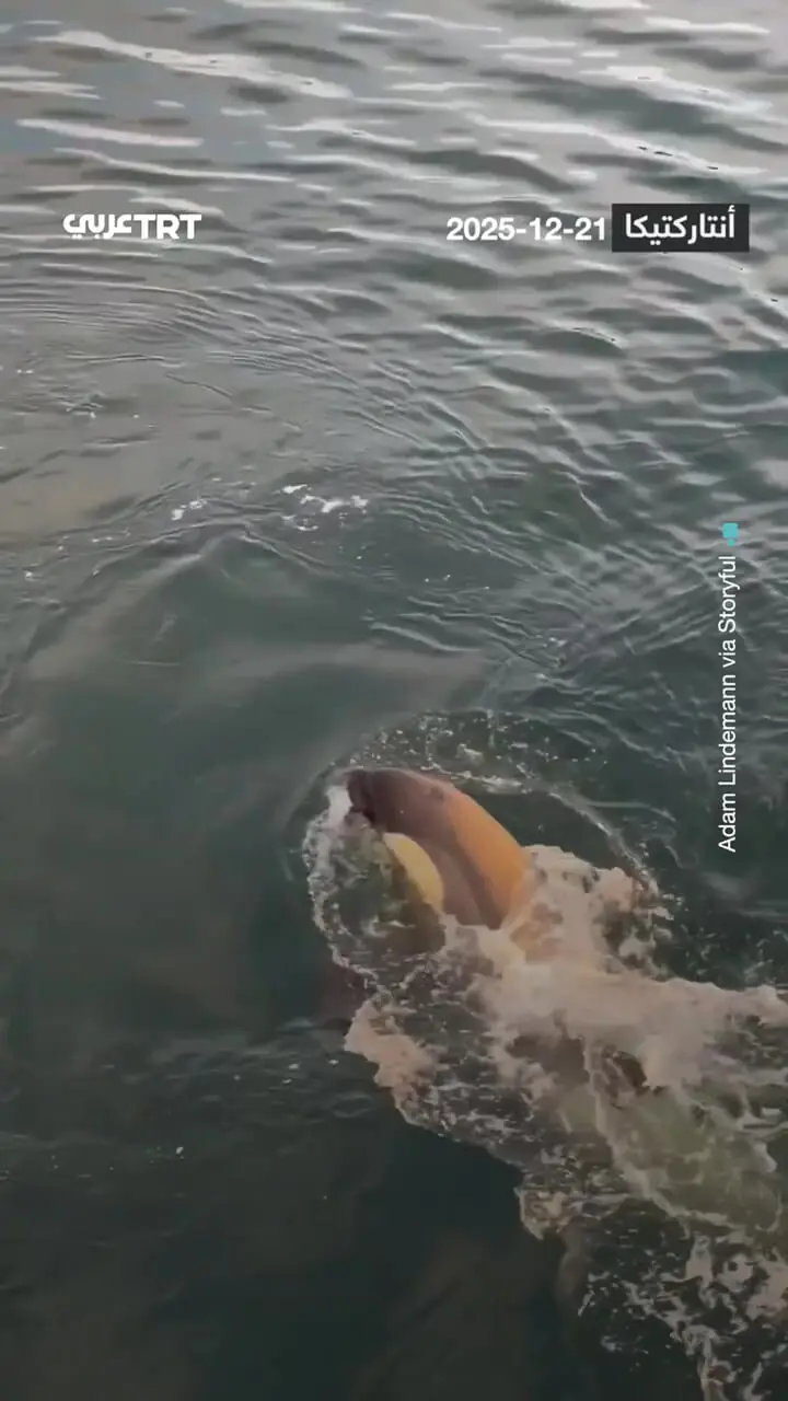 تعقیب هولناک پنگوئن توسط نهنگ‌های قاتل