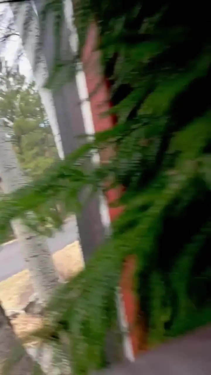 شکار سنجاب نگون‌بخت توسط گربه دم‌کوتاه