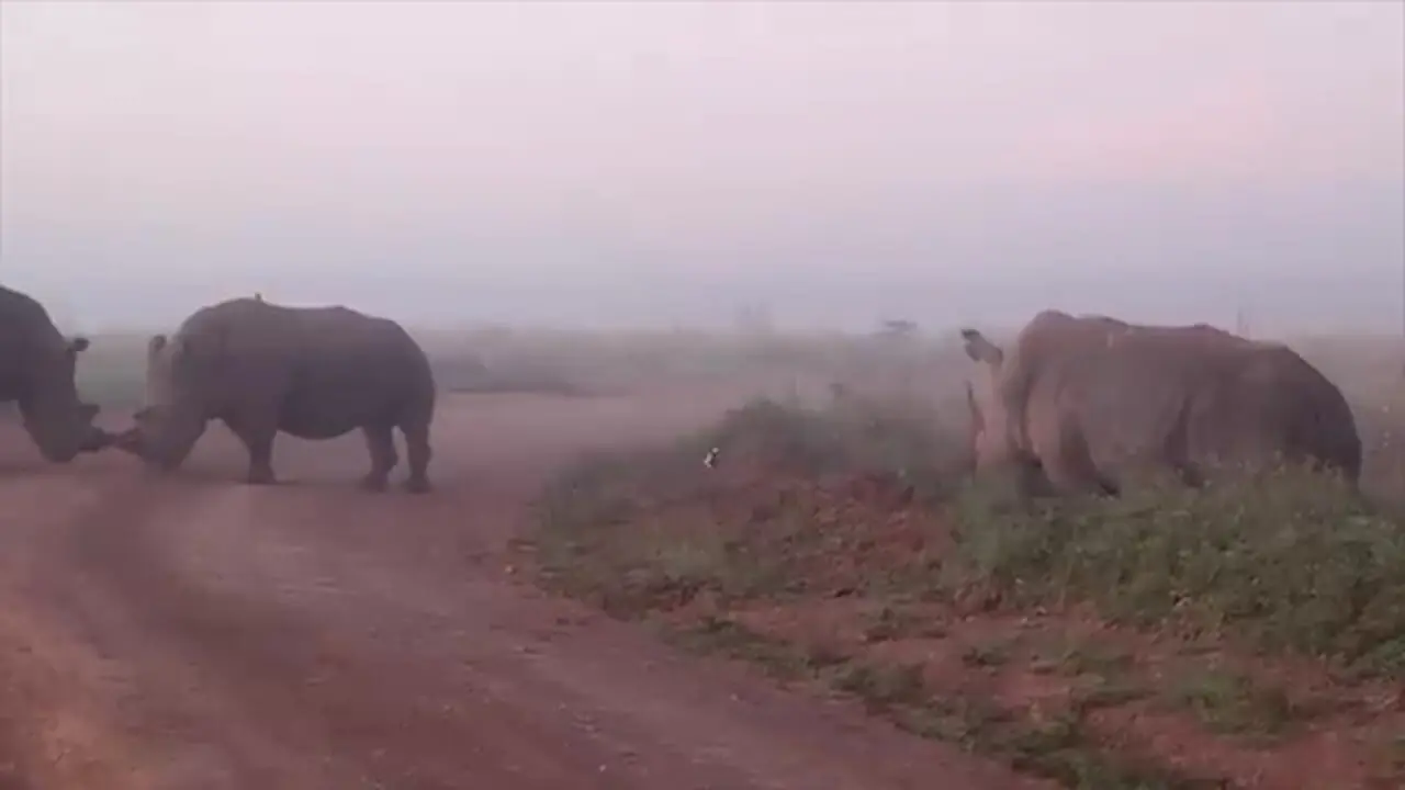 وقتی «کرگدن» برای «شیر نر» مغرور به سیم آخر می زند!