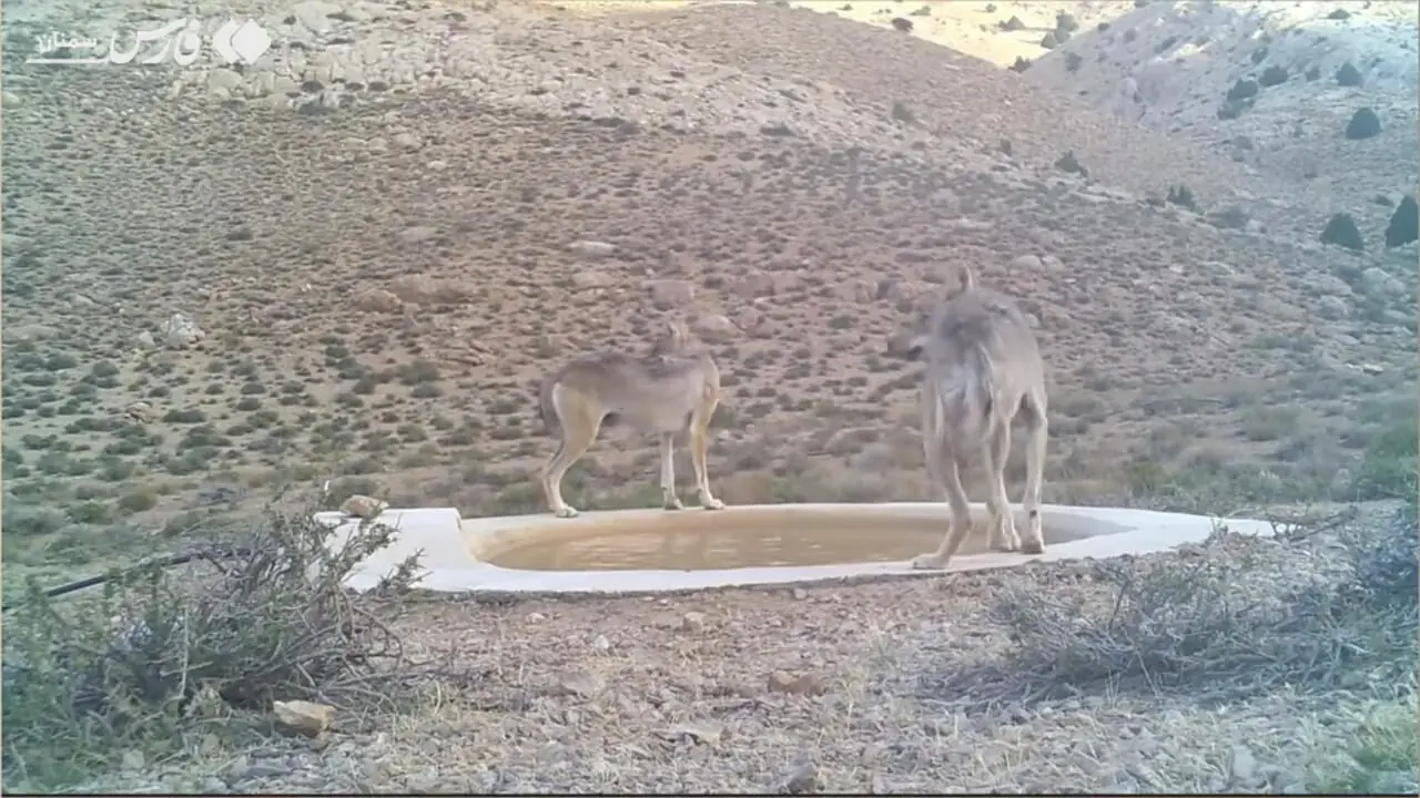 حضور گرگ های خاکستری در سمنان