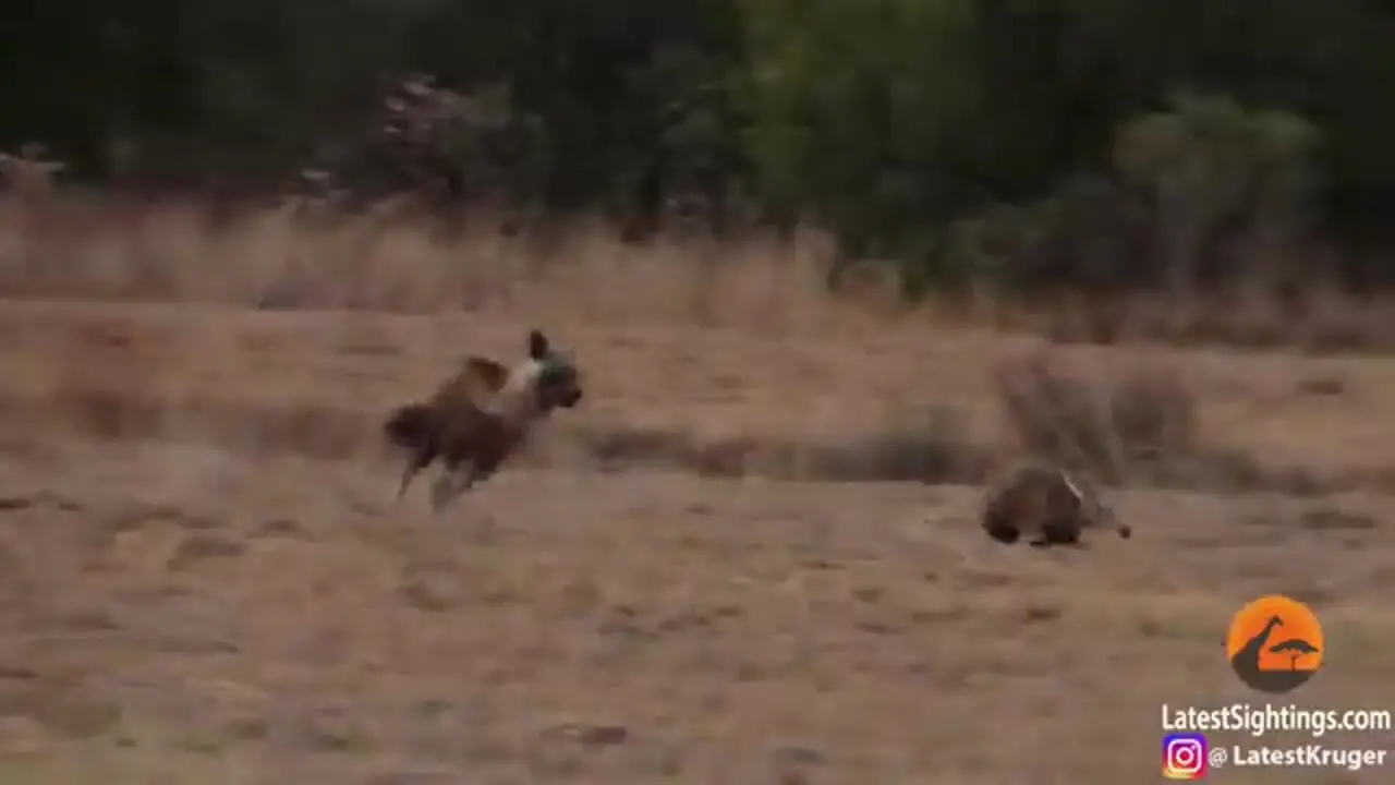 تعقیب و گریز دیدنی کفتار قهوه ای و مورچه خوار