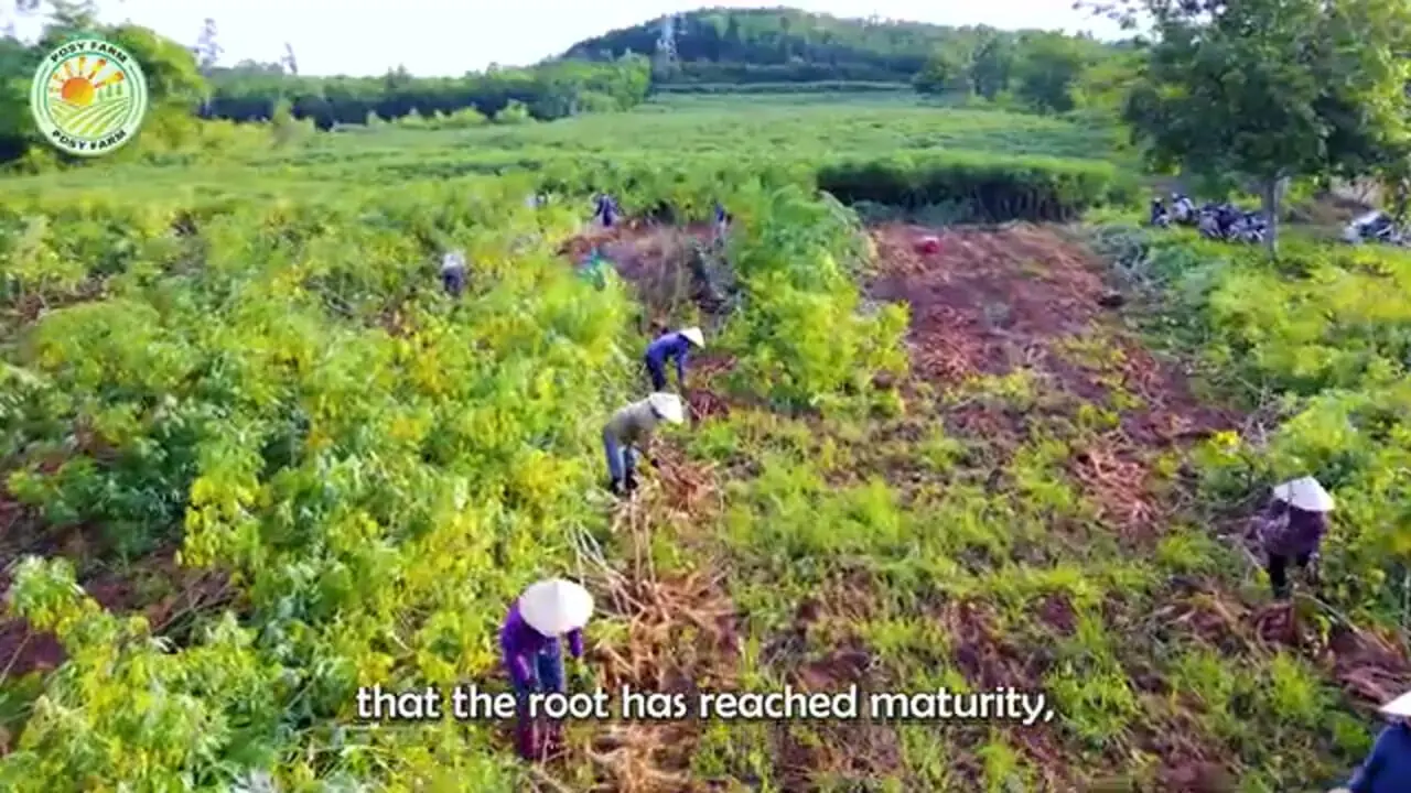 ببینید| چگونه هزاران تن کاساوا در آمریکای جنوبی برداشت و فرآوری می شود؟