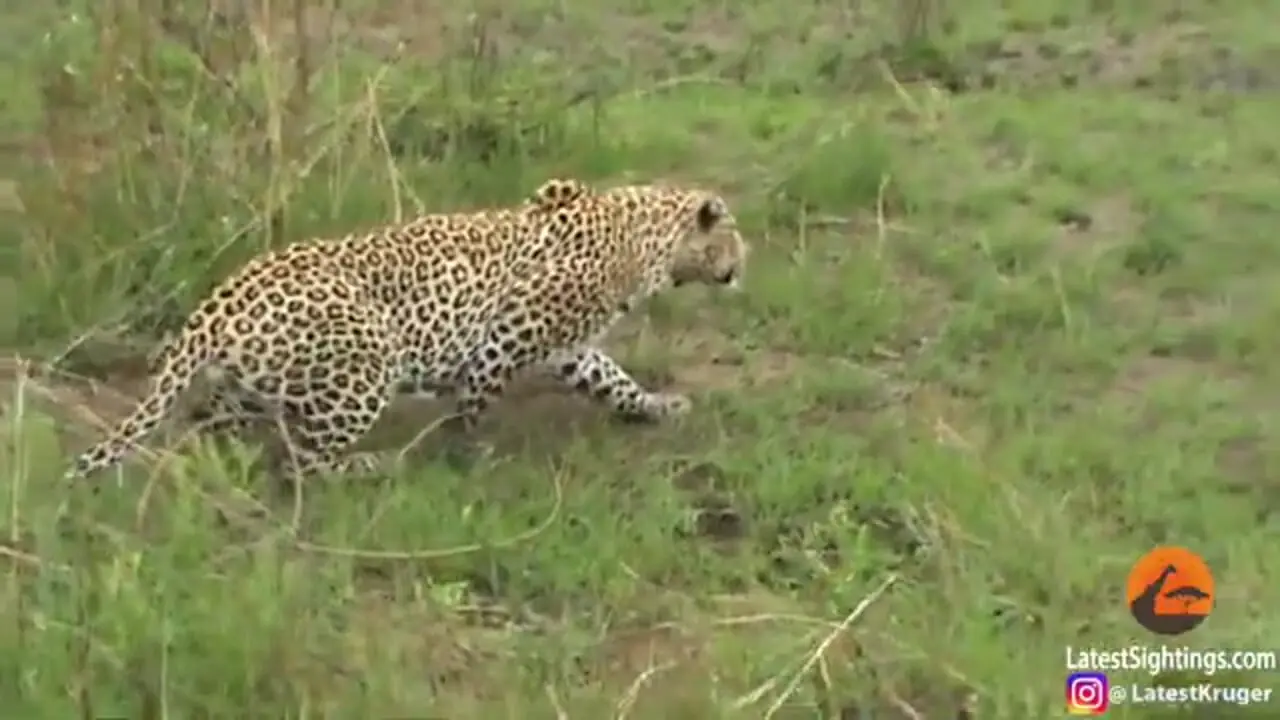 ببینید| یوزپلنگ حواس پرت مستقیم به سمت پلنگ رفت!