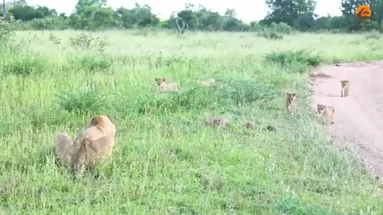 ببینید| لحظه دیدار احساسی 6 توله شیر با مادرشان