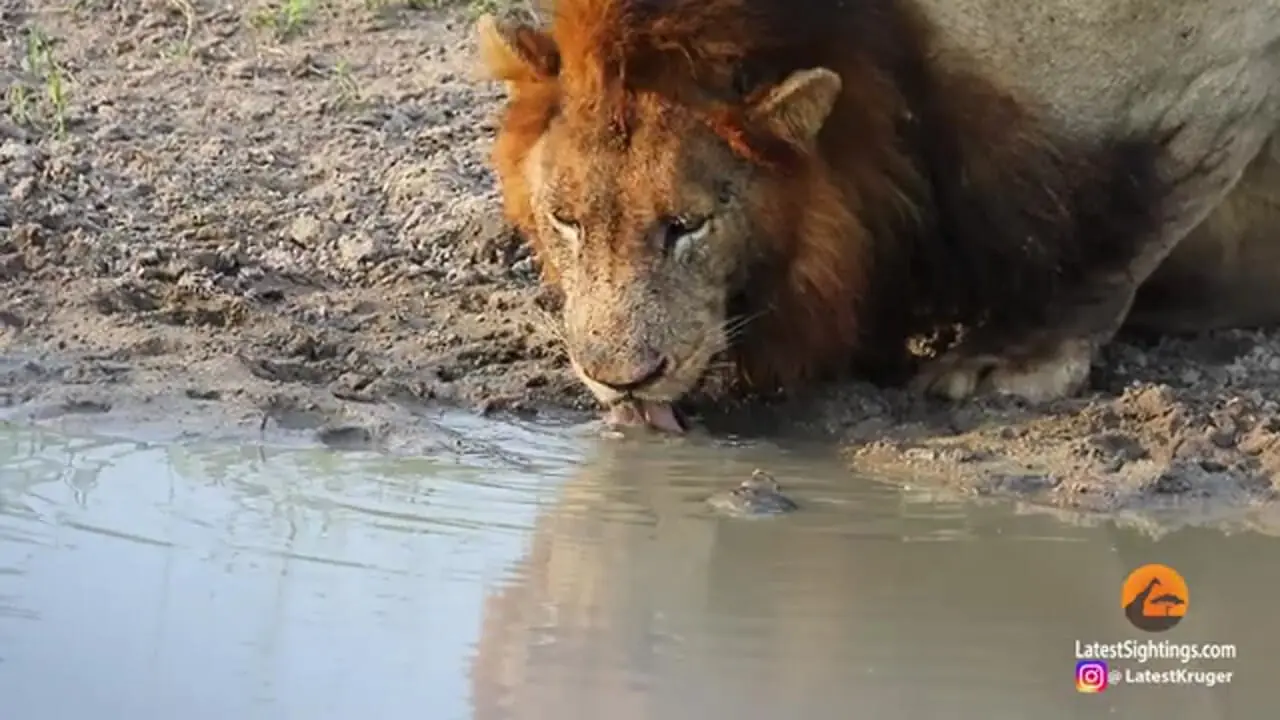 ببینید| وقتی «لاک پشت کوچک» برای «سلطان جنگل» شاخ و شانه می کشد!