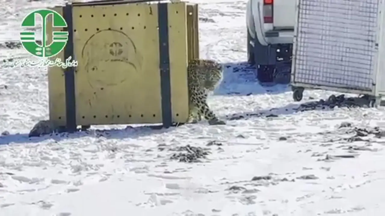 رهاسازی پلنگ شهمیرزاد با قلاده ردیاب