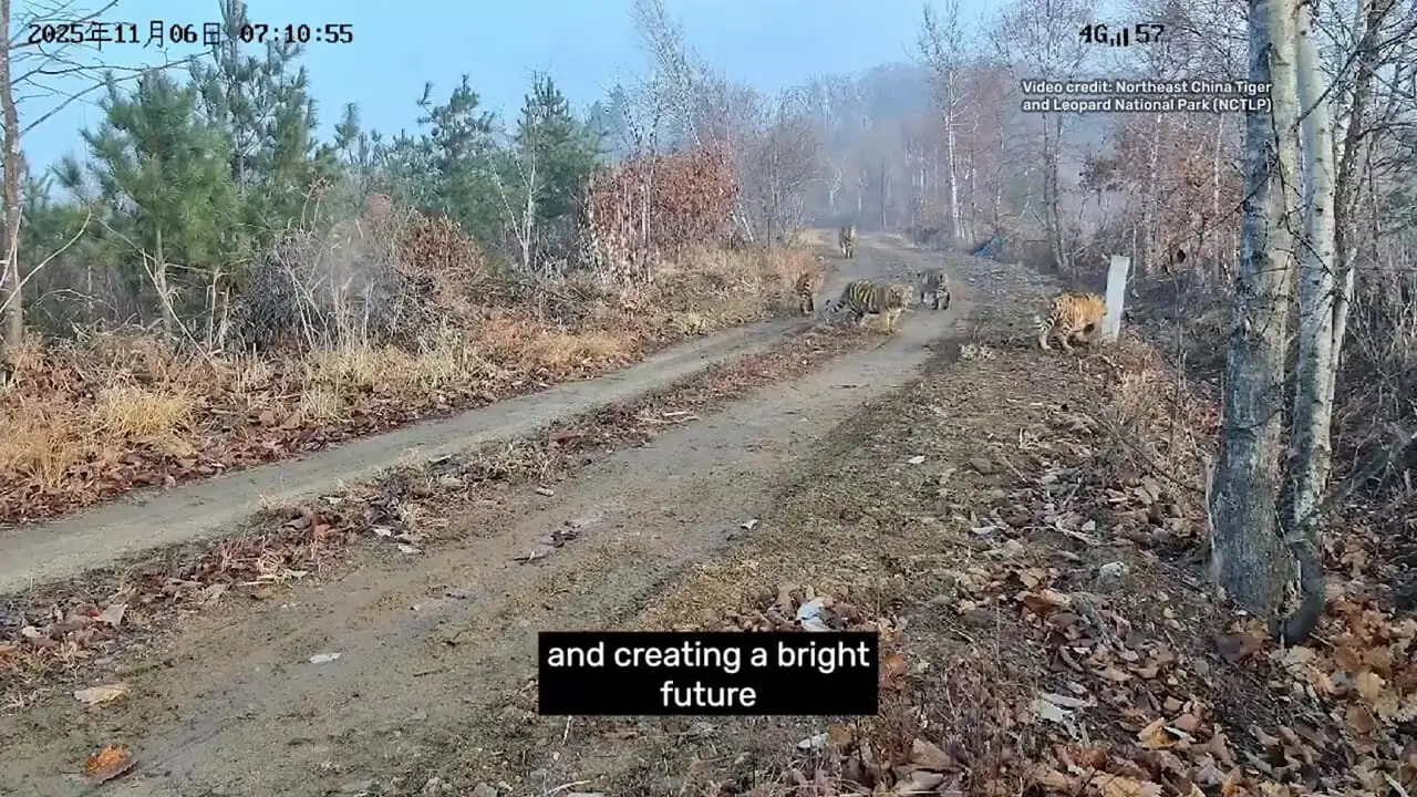 برای نخستین بار در جهان؛ تولد پنج توله سالم ببر سیبری