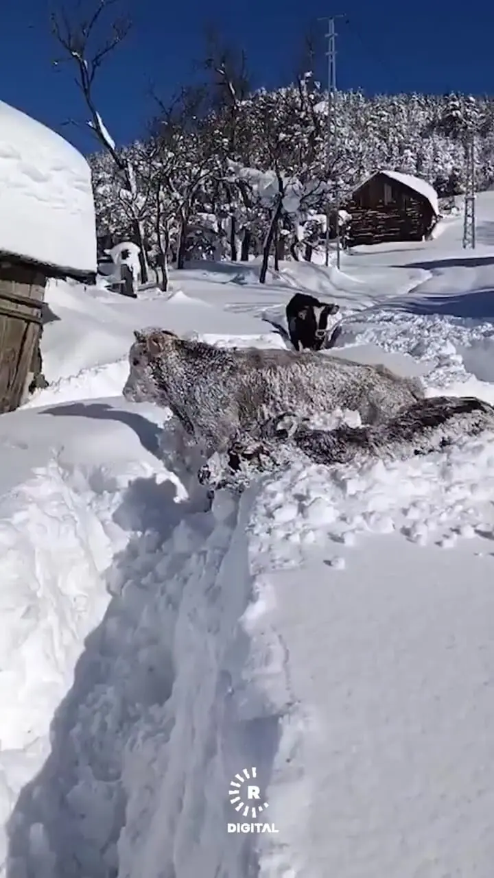 چند گاو در ترکیه در میان برف گرفتار شدند