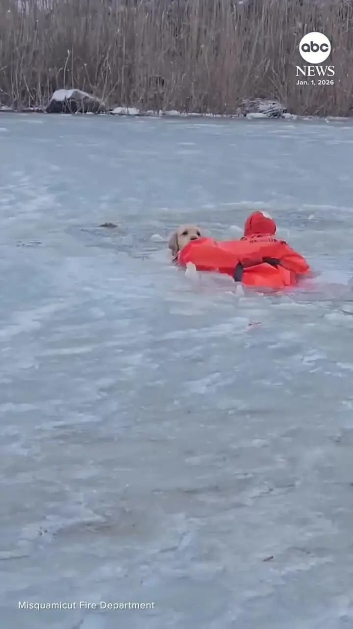 نجات یک سگ سقوط کرده در رودخانه یخزده