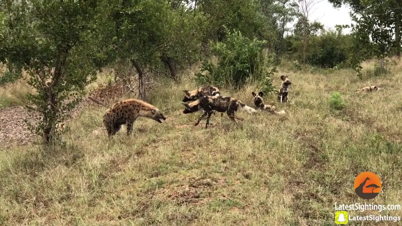 نبرد عجیب سگ های وحشی با کفتارها در آفریقای جنوبی