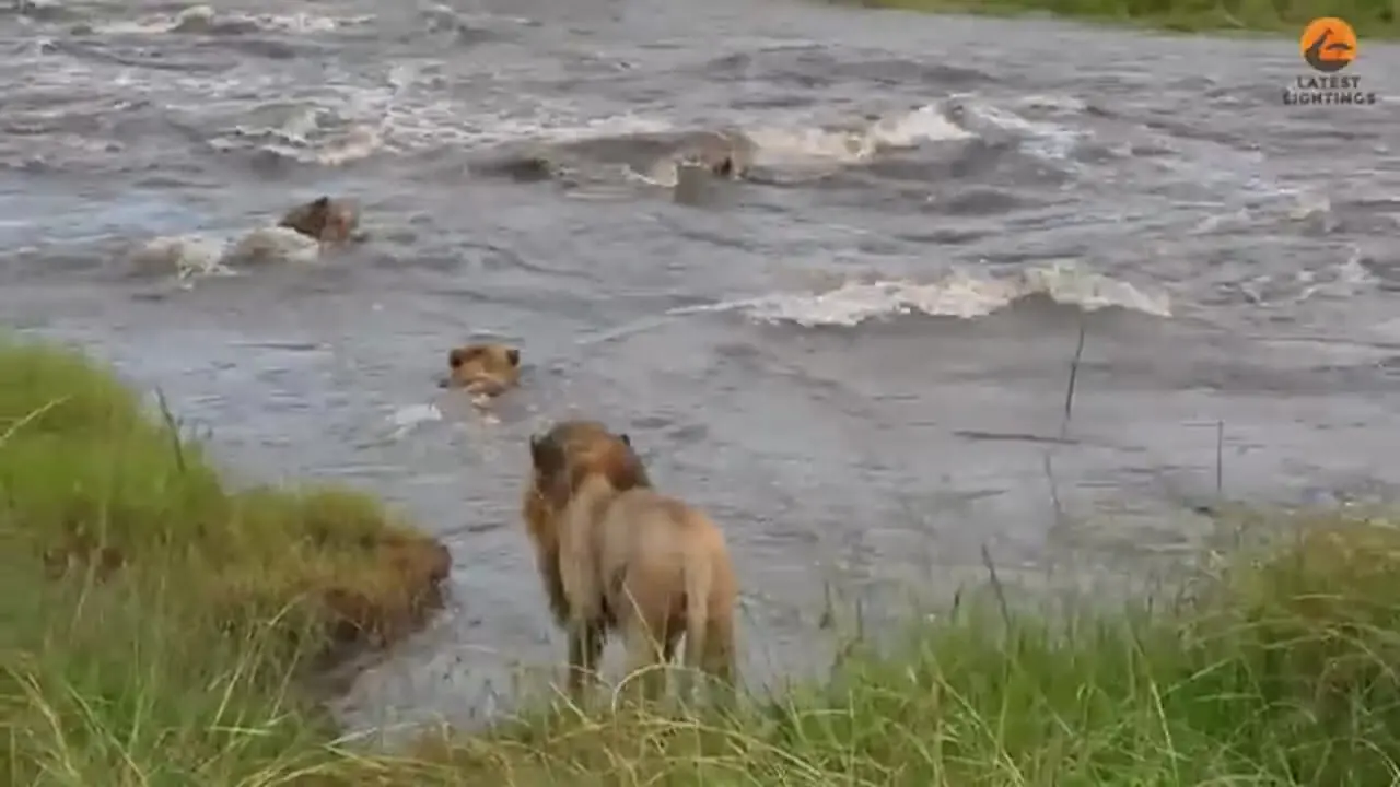 عبور پردردسر شیرهای نر از رودخانه ای خروشان
