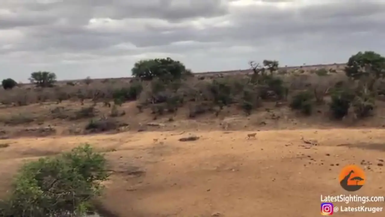 فرار برق آسای گراز وحشی از دست 7 شیر گرسنه