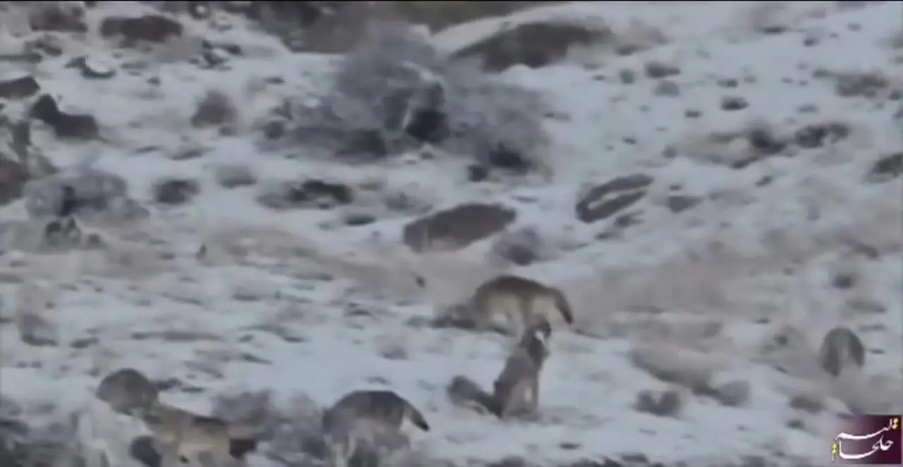 تصاویر ترسناک گرگهای گرسنه در این منطقه؛ مردم مراقب باشند