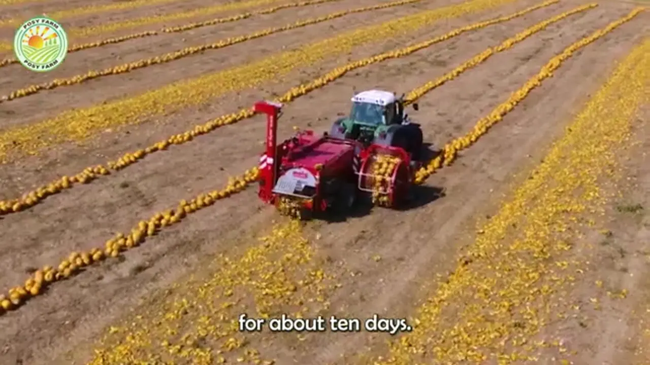 ببینید| چگونه کشاورزان آمریکایی میلیون‌ها کدو تنبل را برداشت می‌کنند؟