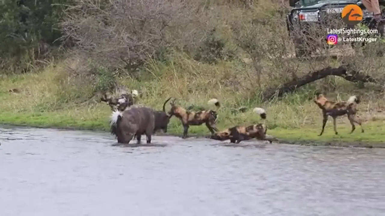 عاقبت تلخ گوزن نیالای شجاع پس از درگیری با اسب آبی و سگ های وحشی