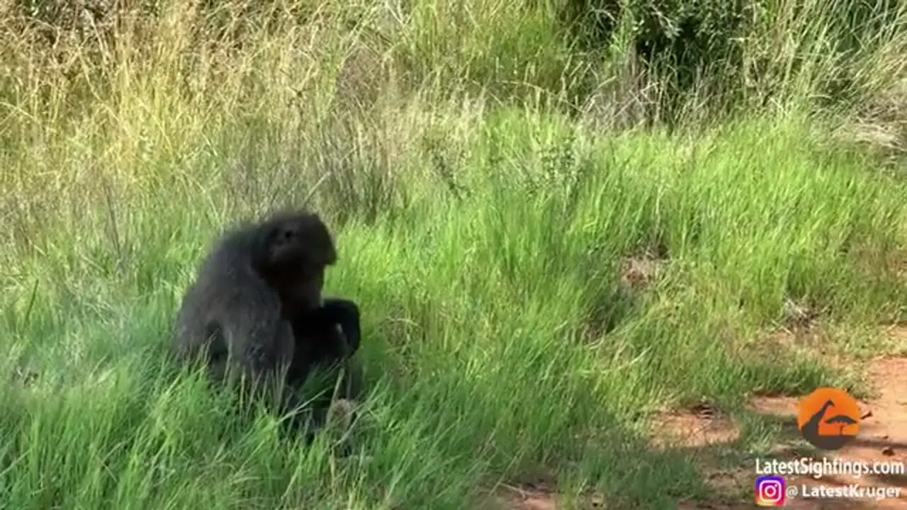اتفاقی عجیب در حیات وحش: بابون مادرخوانده یک توله پلنگ شد!