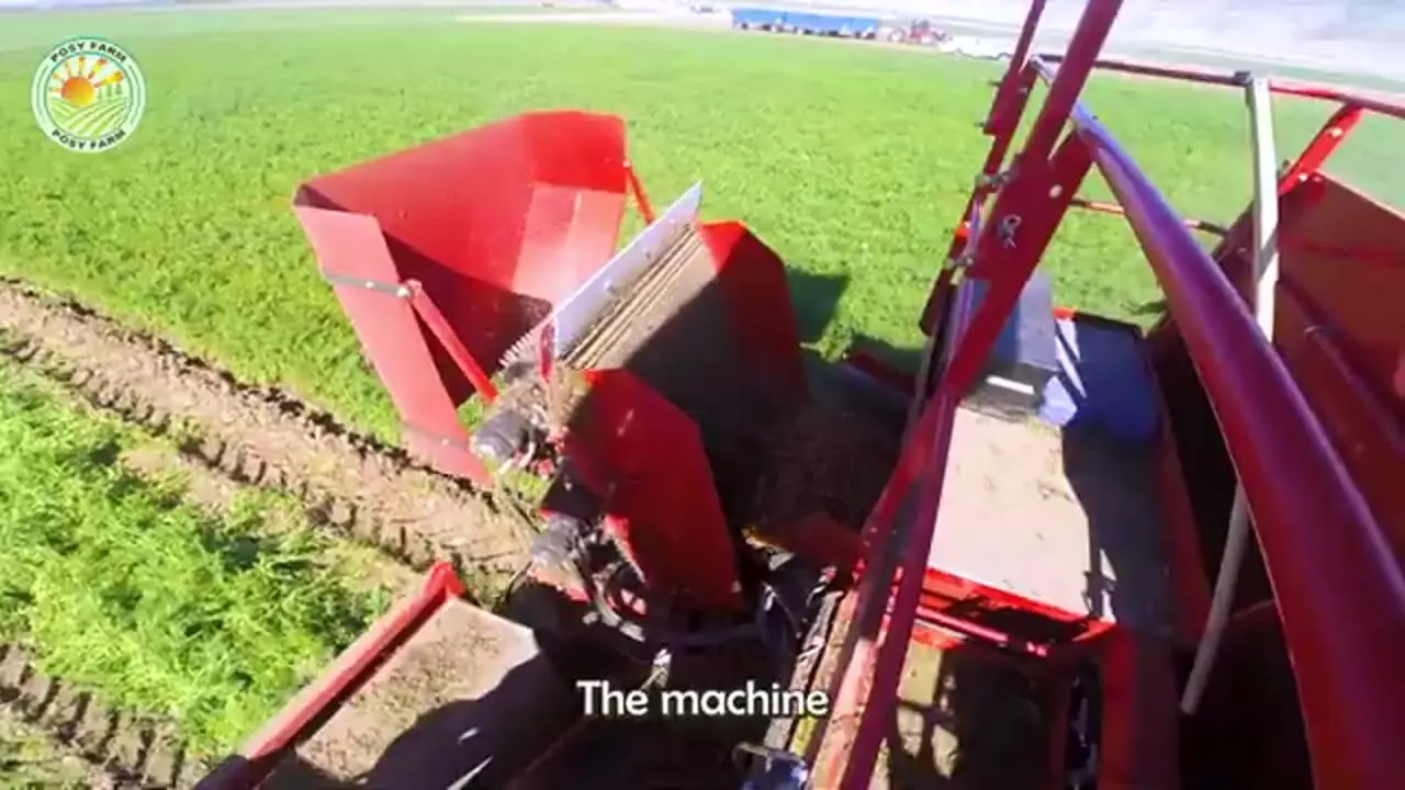 ببینید| چگونه آمریکایی ها هزاران هویج را برداشت و فرآوری می‌کنند؟