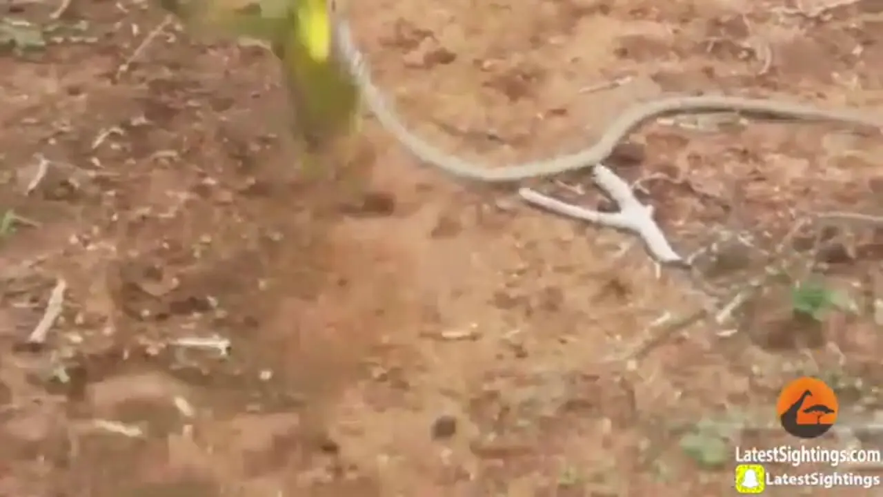 ببینید| درگیری مرگبار مار سمی با پرنده کوچک