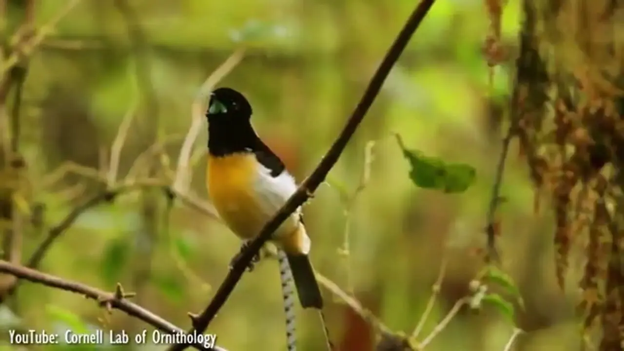 ببینید| 10 گونه از عجیب ترین پرندگان در سراسر جهان
