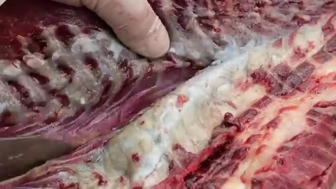 غذای خیابانی در تایلند؛ تهیه ساندویچ با گربه ماهی غول پیکر در بانکوک