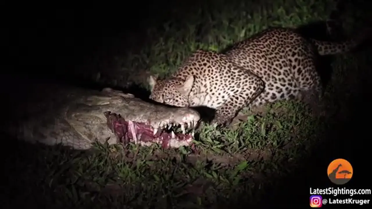 پلنگ بی‌باک؛ دزدی مرگبار از میان آرواره‌های تمساح!