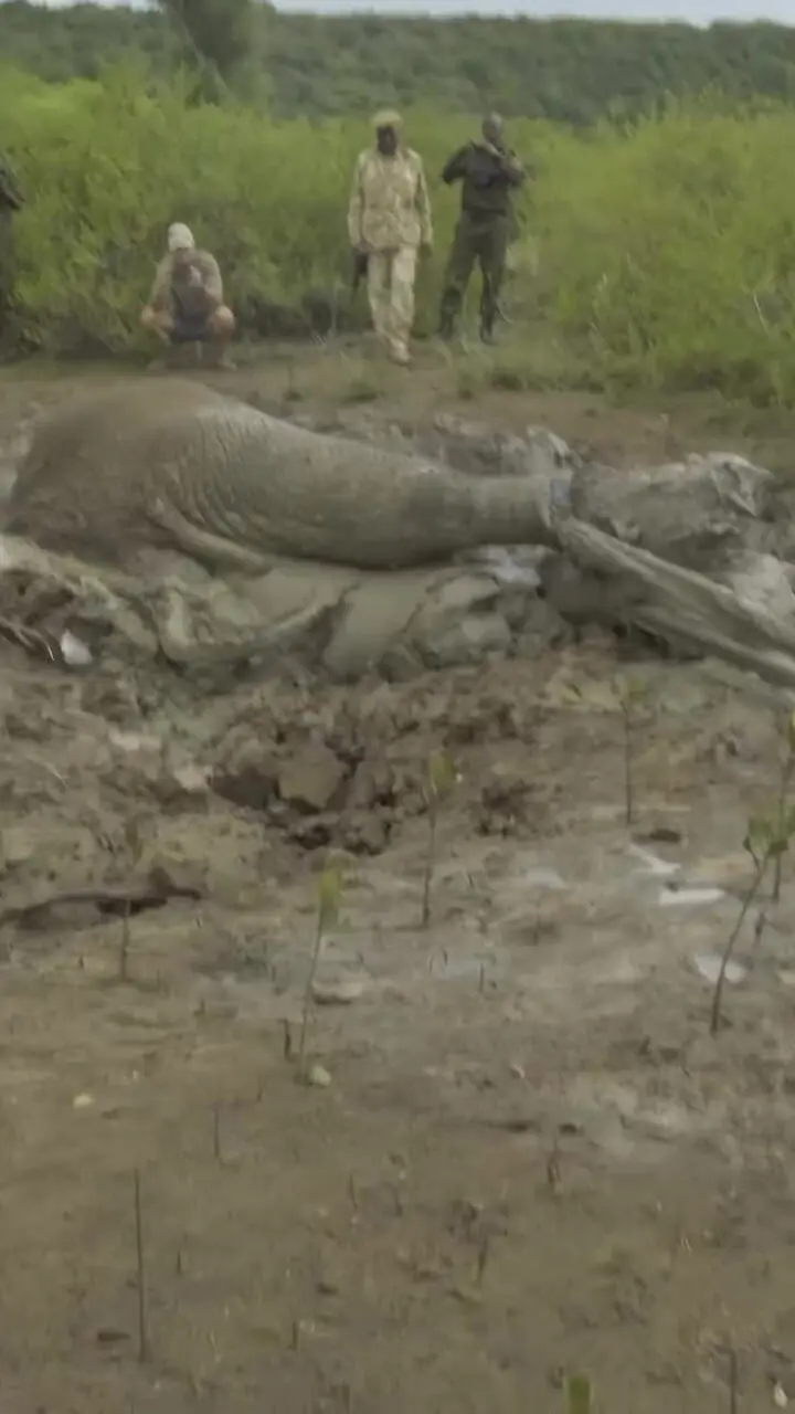 عملیات نفس‌گیر نجات فیل گرفتار در گل و لای