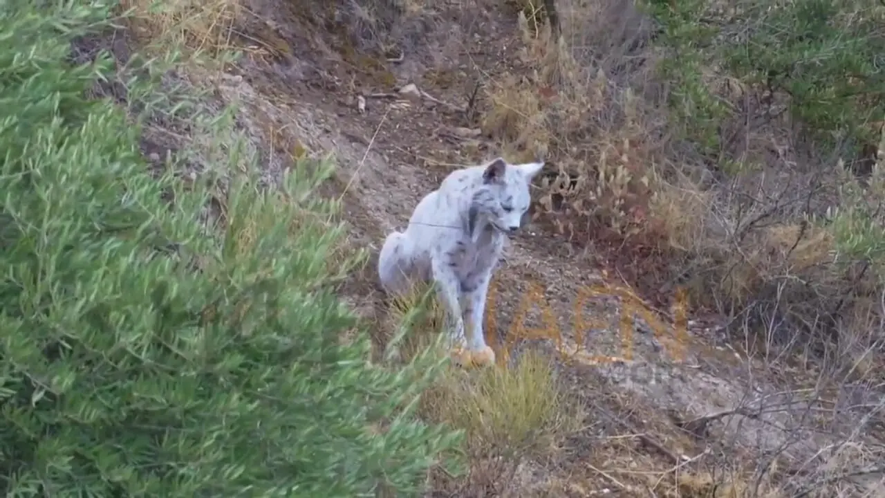 سیاه گوش کمیاب اسپانیایی در برابر دوربین حاضر شد