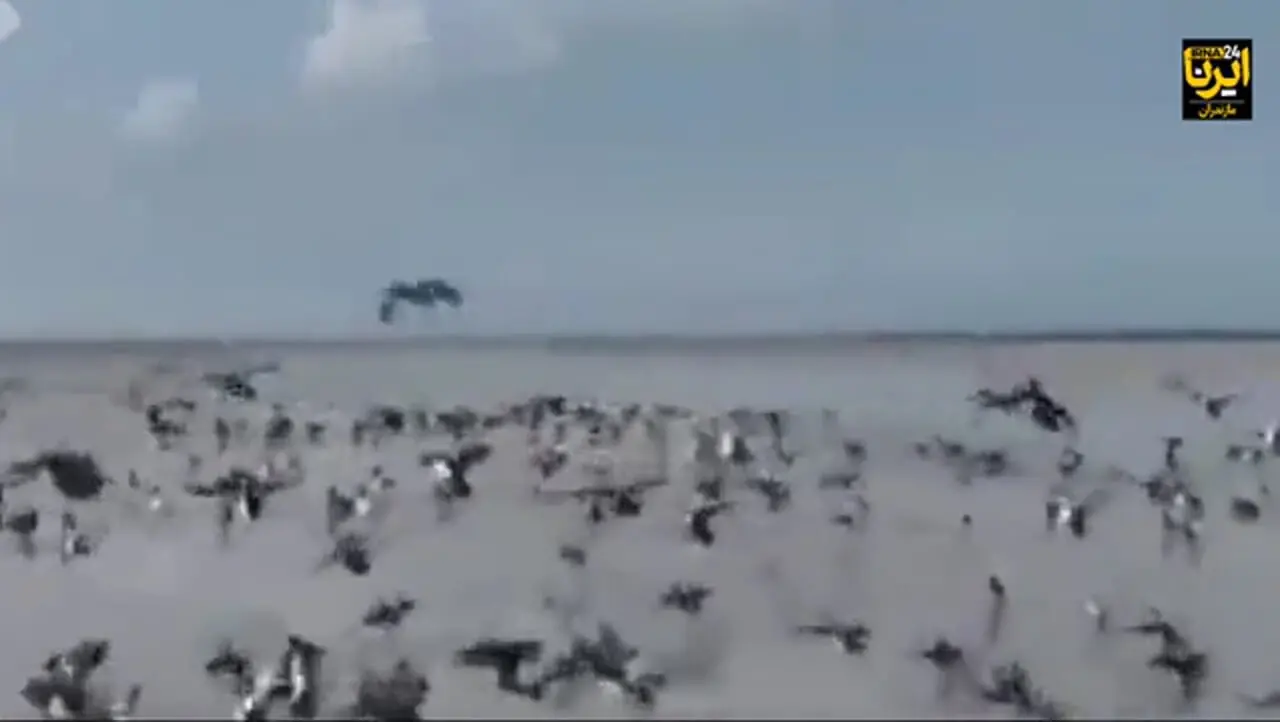 حال خوش مهاجران در میانکاله