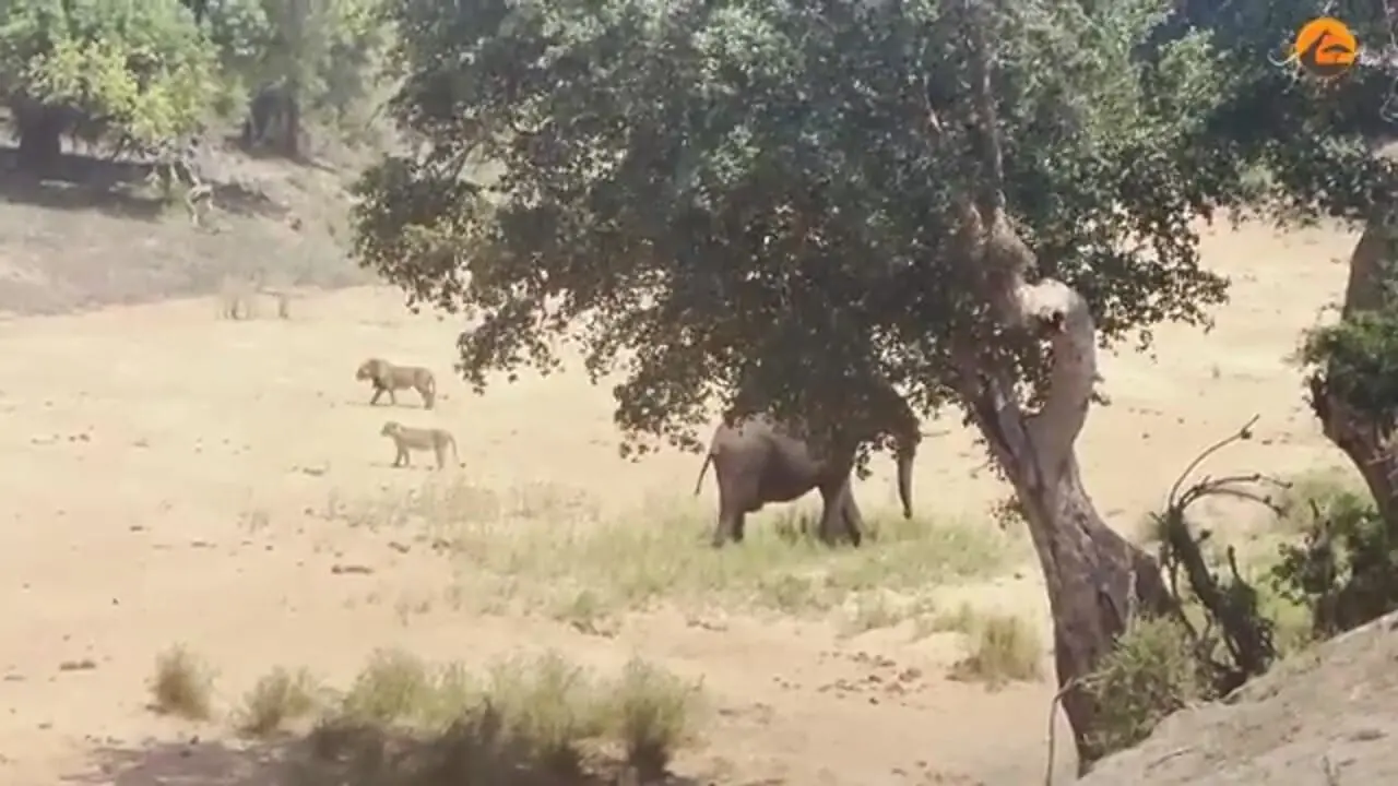 ببینید| وقتی فیل به شیرها نشان می دهد که سلطان واقعی جنگل کیست!
