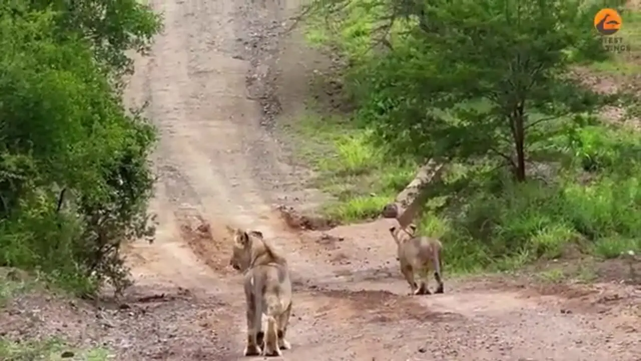 فرار هیجان انگیز توله گراز از دست یک شیر گرسنه