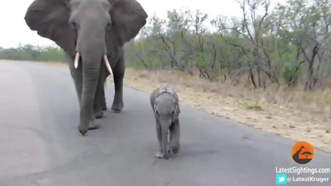 ببینید| محافظت دیدنی فیل مادر از فرزند خود در برابر گردشگران