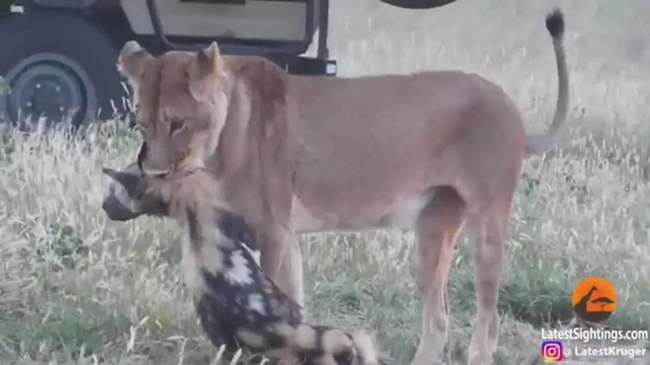 ببینید| سگ وحشی خود را به مردن زد تا از دست شیر فرار کند!