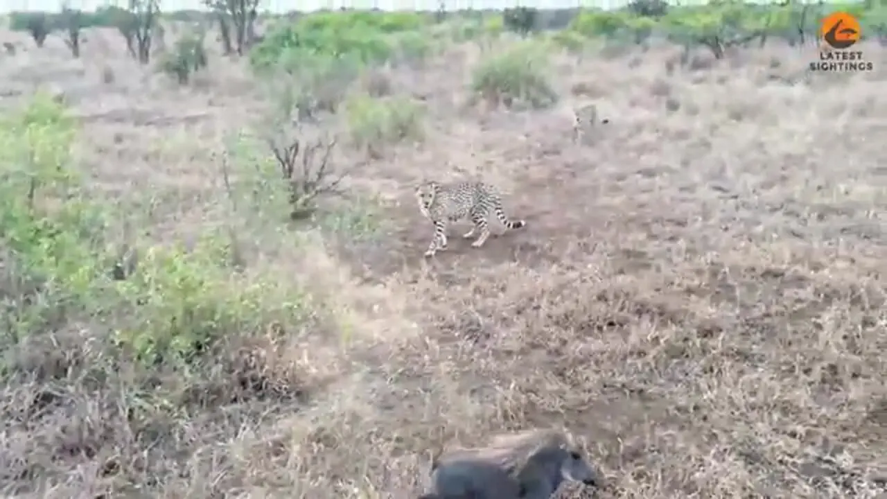 ببینید| توله گراز شجاع سه یوزپلنگ را فراری داد!