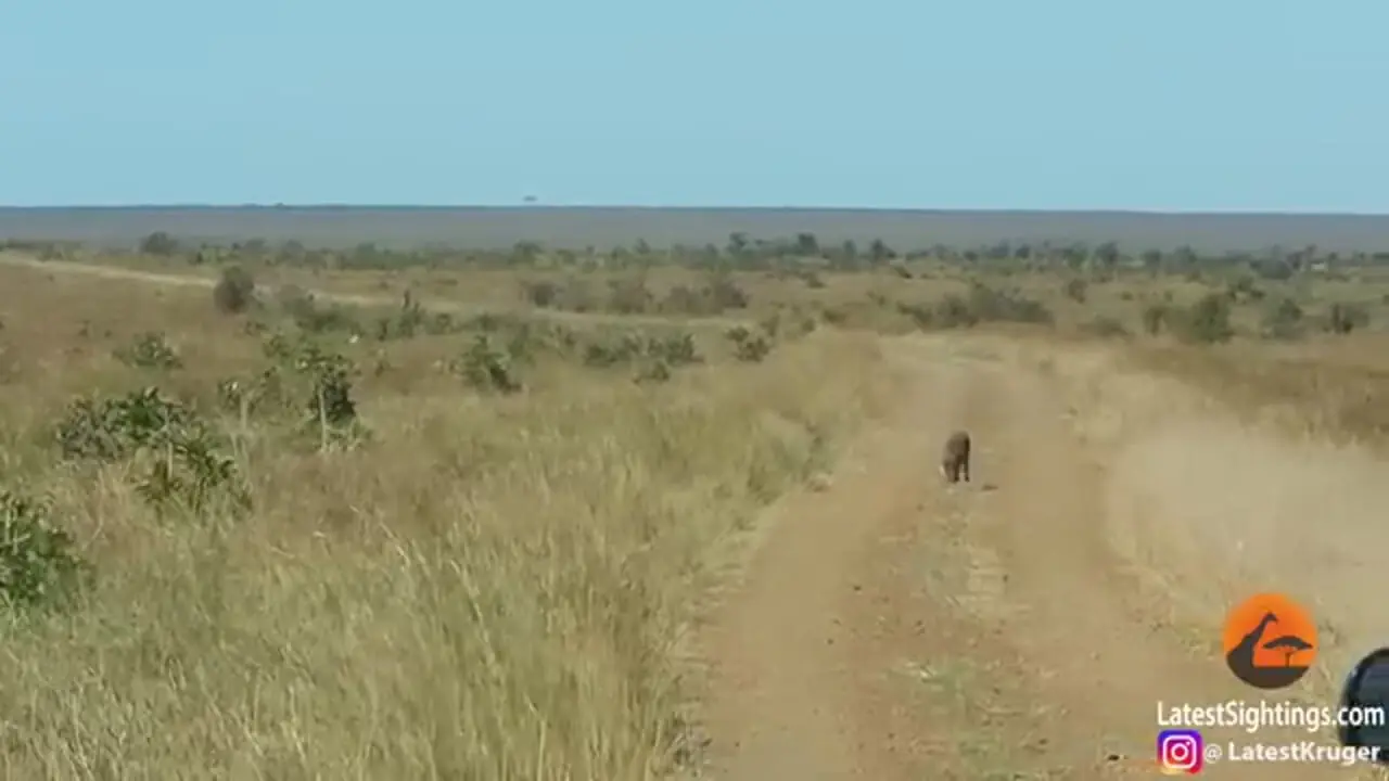 ببینید| گراز وحشی حواس پرت مستقیم به سمت شیرهای گرسنه رفت!