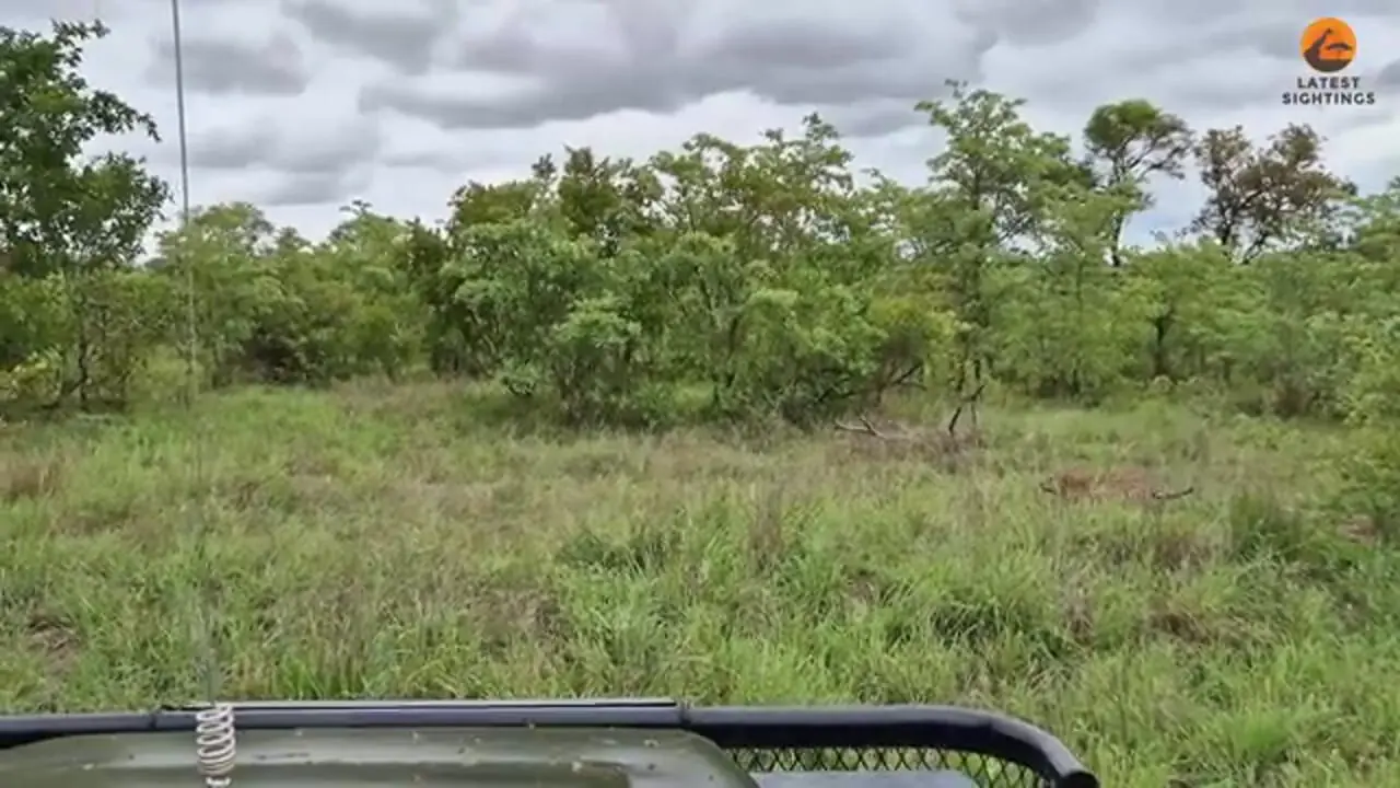 ببینید| درگیری دلهره آور پلنگ با سگ های وحشی