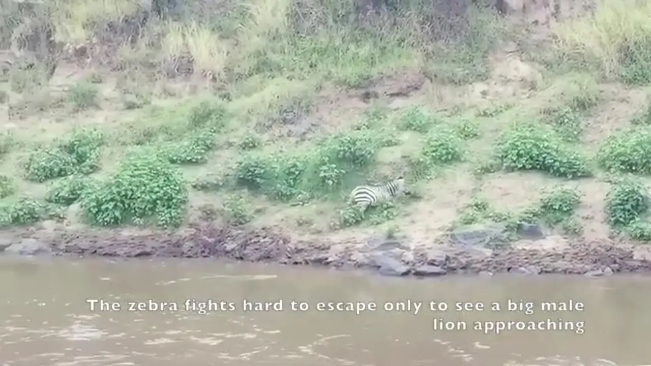 ببینید| گورخر بدشانس از دست تمساح فرار کرد و طعمه شیر شد!