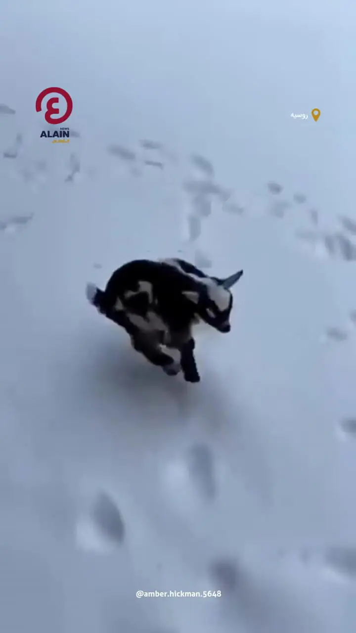 ببینید| شادی خالص یک بزغاله در دل برف