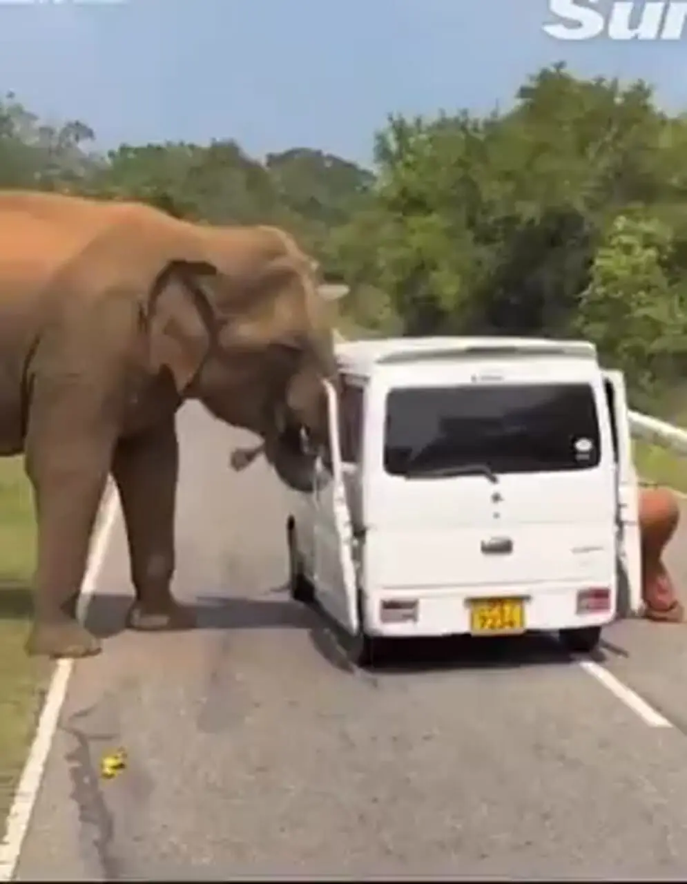 لحظات ترسناک سافاری در سریلانکا؛ فیل درِ خودرو را کند!