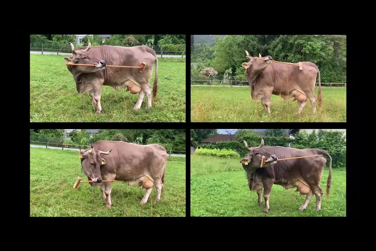 مشاهده تاریخی: گاوها هم می‌توانند از ابزار استفاده کنند