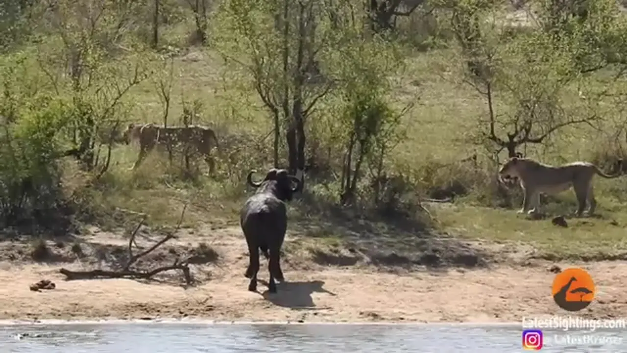 ببینید| نجات معجزه آسای گاومیش از چنگال شیرها و کروکودیل‌ها!