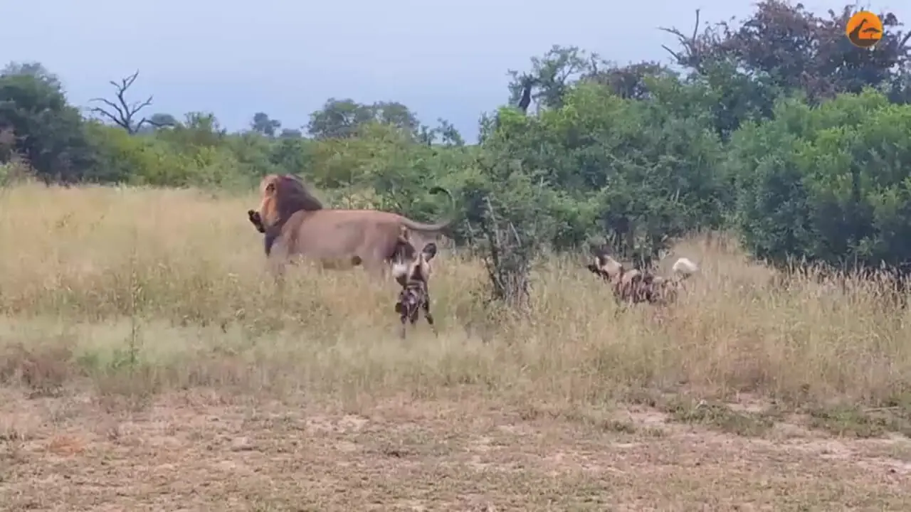 ببینید| تلاش های سگ های وحشی برای نجات همنوع شان از دست شیر نر عصبانی