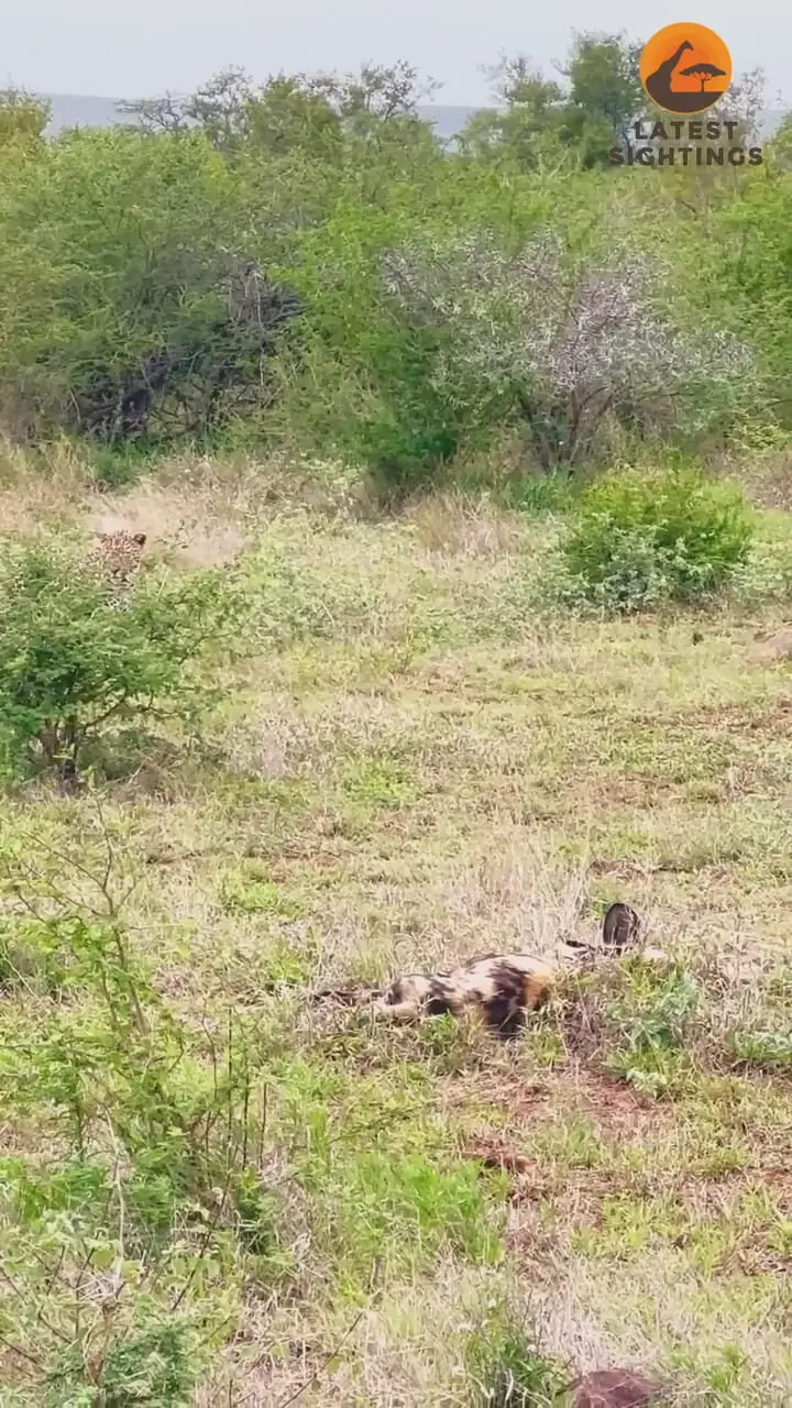 ببینید| تلاش ناموفق پلنگ در شکار سگ های وحشی در آفریقای جنوبی