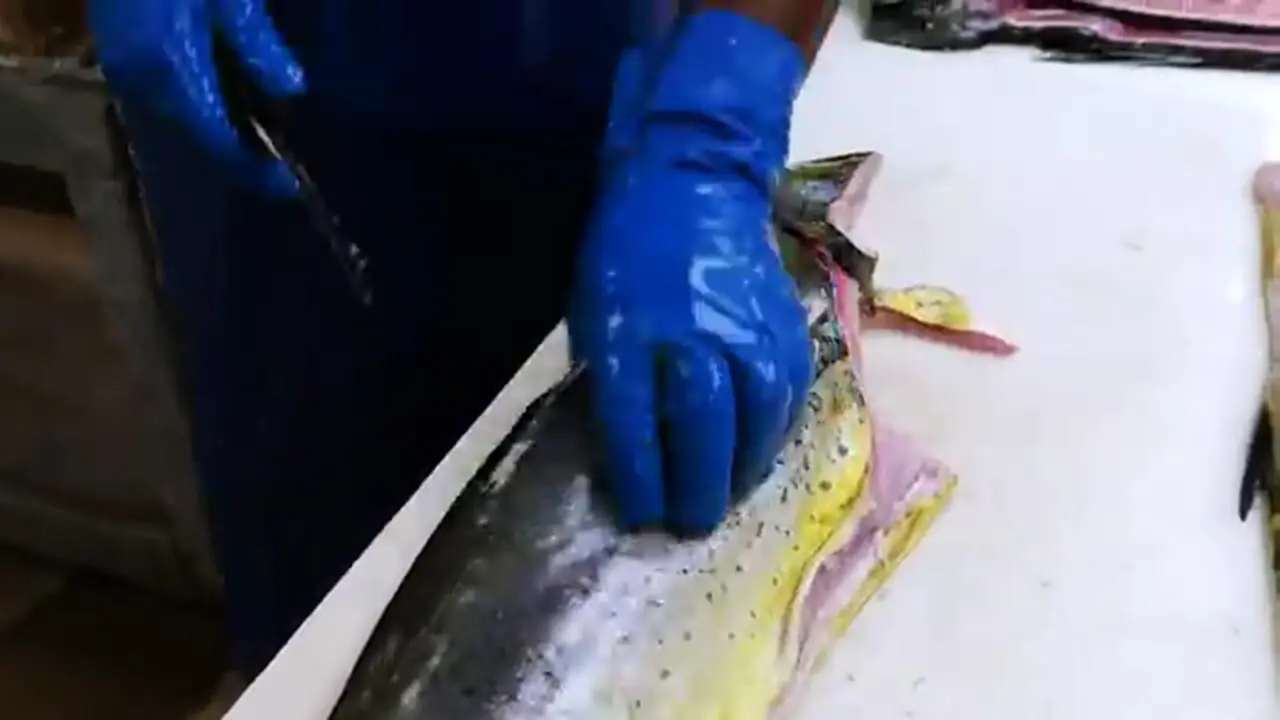 ببینید| غذای خیابانی در آمریکا؛ برش ماهرانه دلفین ماهی و هامور و کباب کردن آنها در میامی