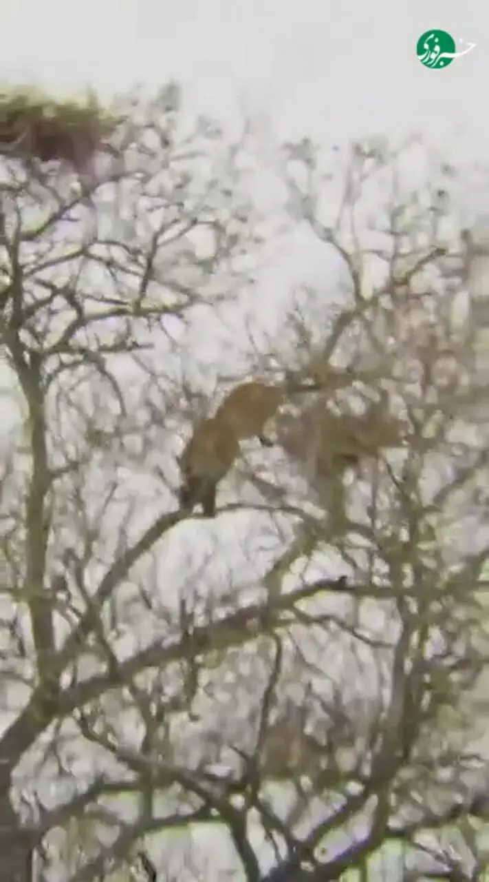 ببینید | لحظاتی ناب از شکار عقاب توسط پلنگ