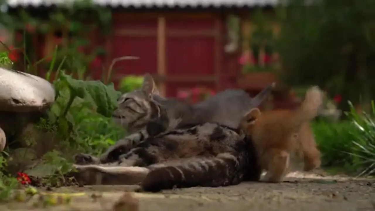 ببینید| غذای روستایی در آذربایجان؛ تهیه شربت قاصدک در روستایی کوهستانی